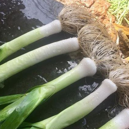 Organic 'Large American Flag' Leek