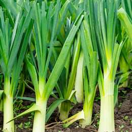 Poireau d'été 'Alto' bio