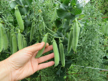 Peas Parsley