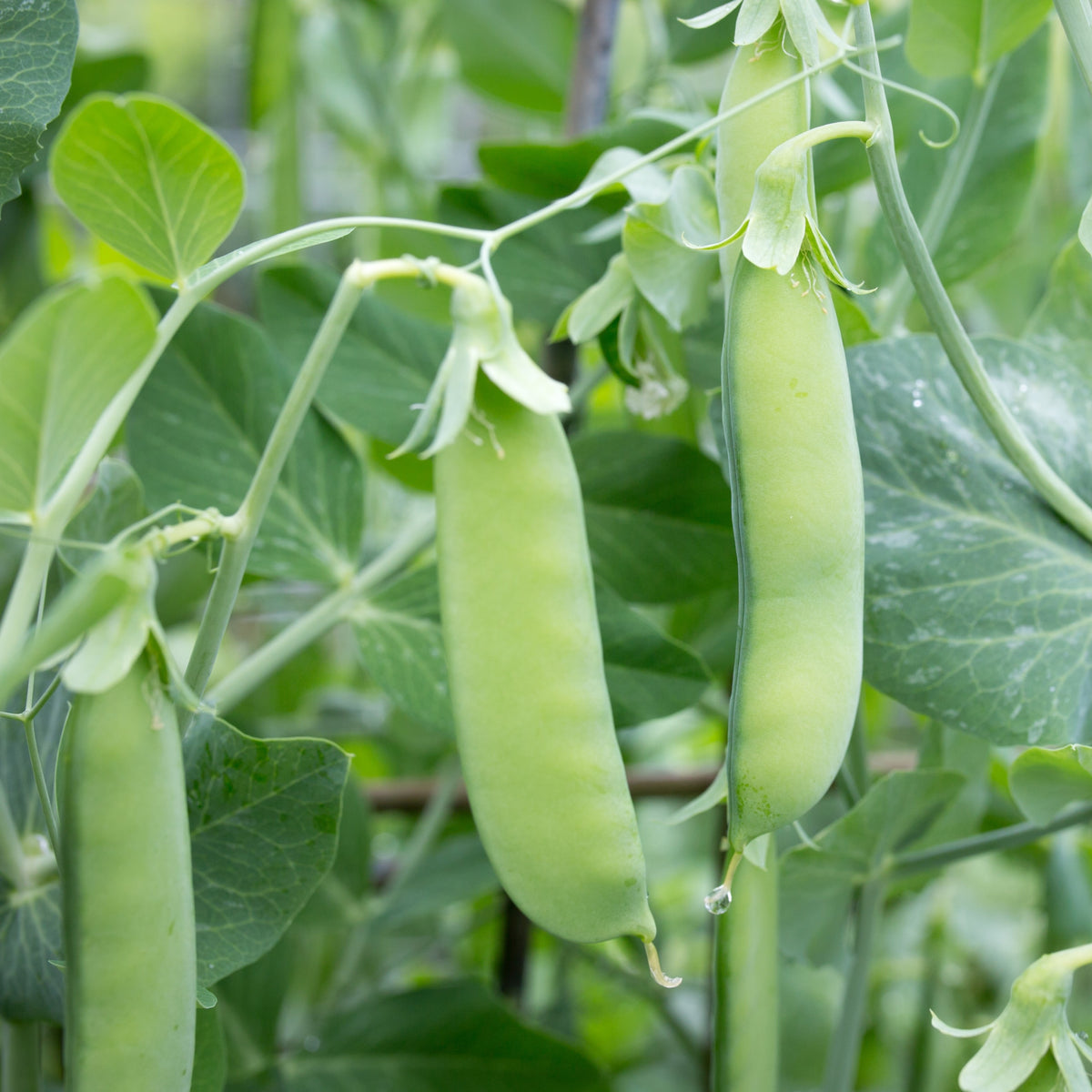 Visuel principal associé à Pois mange-tout 'Sugar Snap', semences offertes par Cutleaf Seed. Cette image accompagne la fiche pour relier clairement le produit à son emballage ou à la culture présentée. Elle complète les renseignements de semis, de culture et de récolte, sans remplacer les indications propres au lot ni les conseils détaillés figurant sur le sachet.