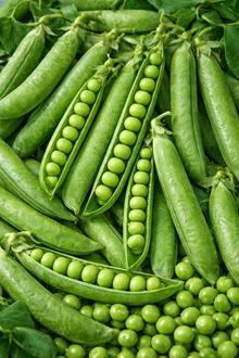 'Alderman' peas