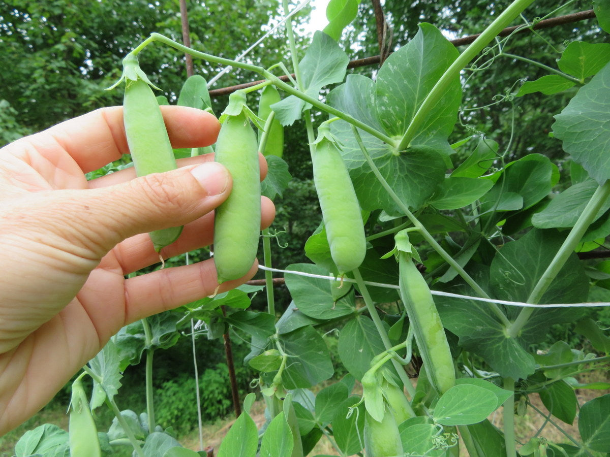 Peas 'Amplissimo Viktoria Ukrainskaya'