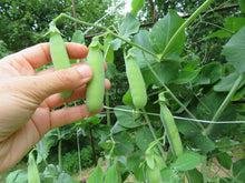Peas 'Amplissimo Viktoria Ukrainskaya'