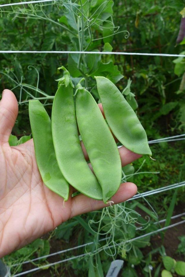 'Avalanche' peas