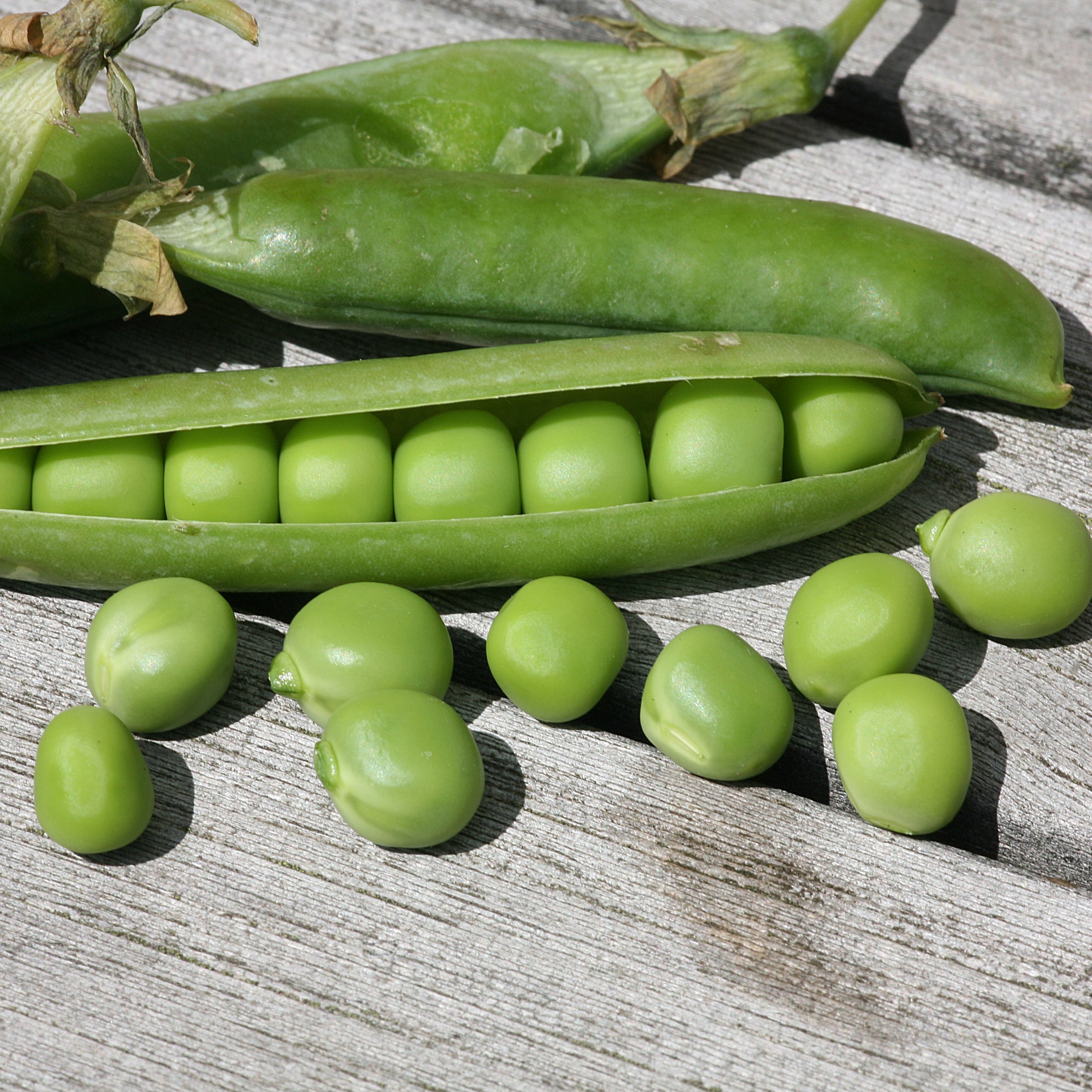 Pea 'Champion of England'