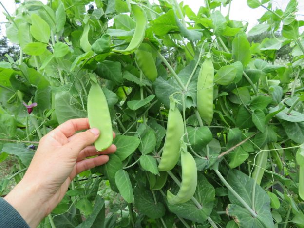 'Chinese Giant' peas