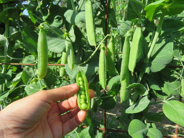 'Early Frosty' Peas