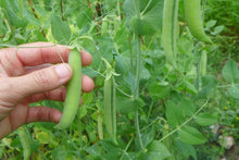 Peas 'Flämische Reisen Schnabel'
