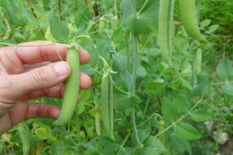 Pois 'Flämische Reisen Schnabel'