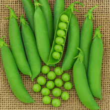 Organic 'Green Arrow' peas