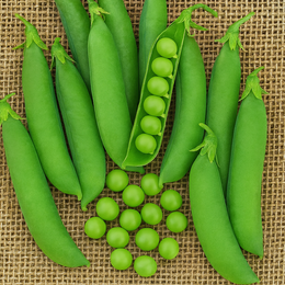 Organic 'Green Arrow' peas