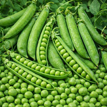'Homesteader or Lincoln' peas