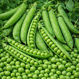 'Homesteader or Lincoln' peas