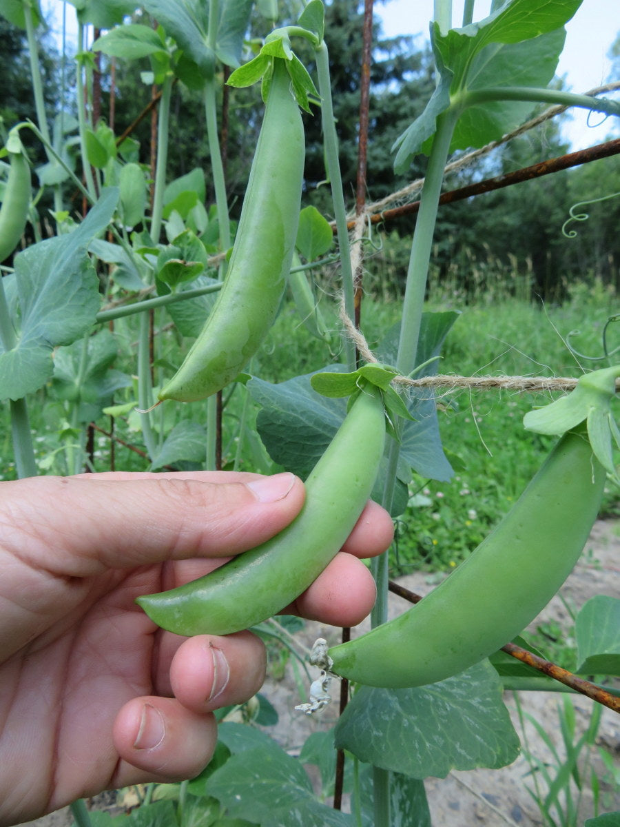 'June's Delight' Peas