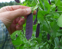 'King Tut' Peas