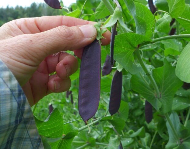 'King Tut' Peas