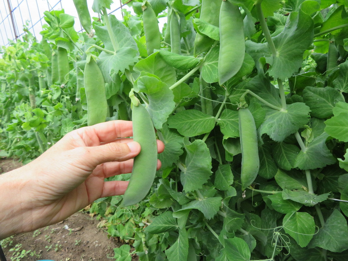 'Large Manitoba' Peas