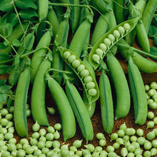 Peas 'Little Marvel'