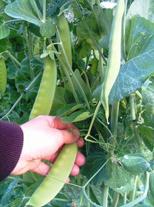 'Mammoth' Peas