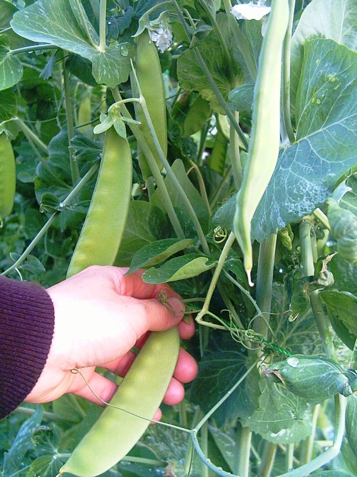 'Mammoth' Peas