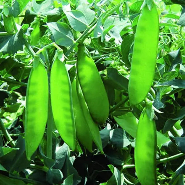 Photo de Pois mange-tout 'Sweet Sunsation'. Idéal pour une consommation fraîche, congelée ou en sauté, ce pois polyvalent se distingue par ses gousses généreuses contenant 8 à 10 graines chacune. Le visuel permet d'observer les contours, les teintes et la disposition des éléments présentés. Les détails de forme et les contrastes donnent un aperçu de l'apparence de cette plante ou de sa récolte.