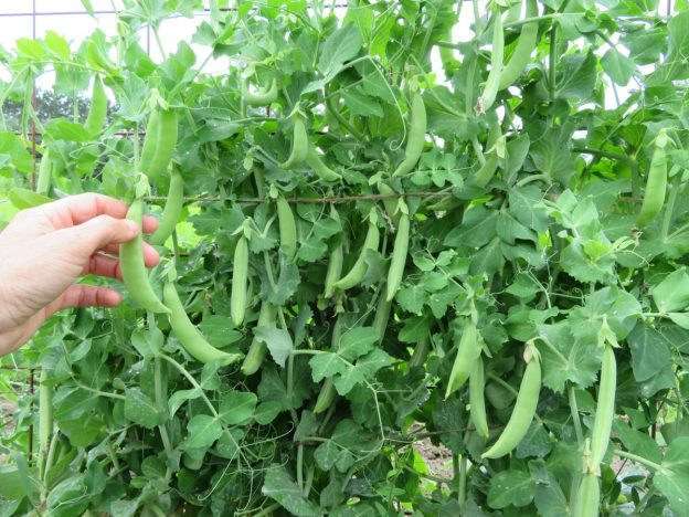 'Mega Sugar Snap' Peas