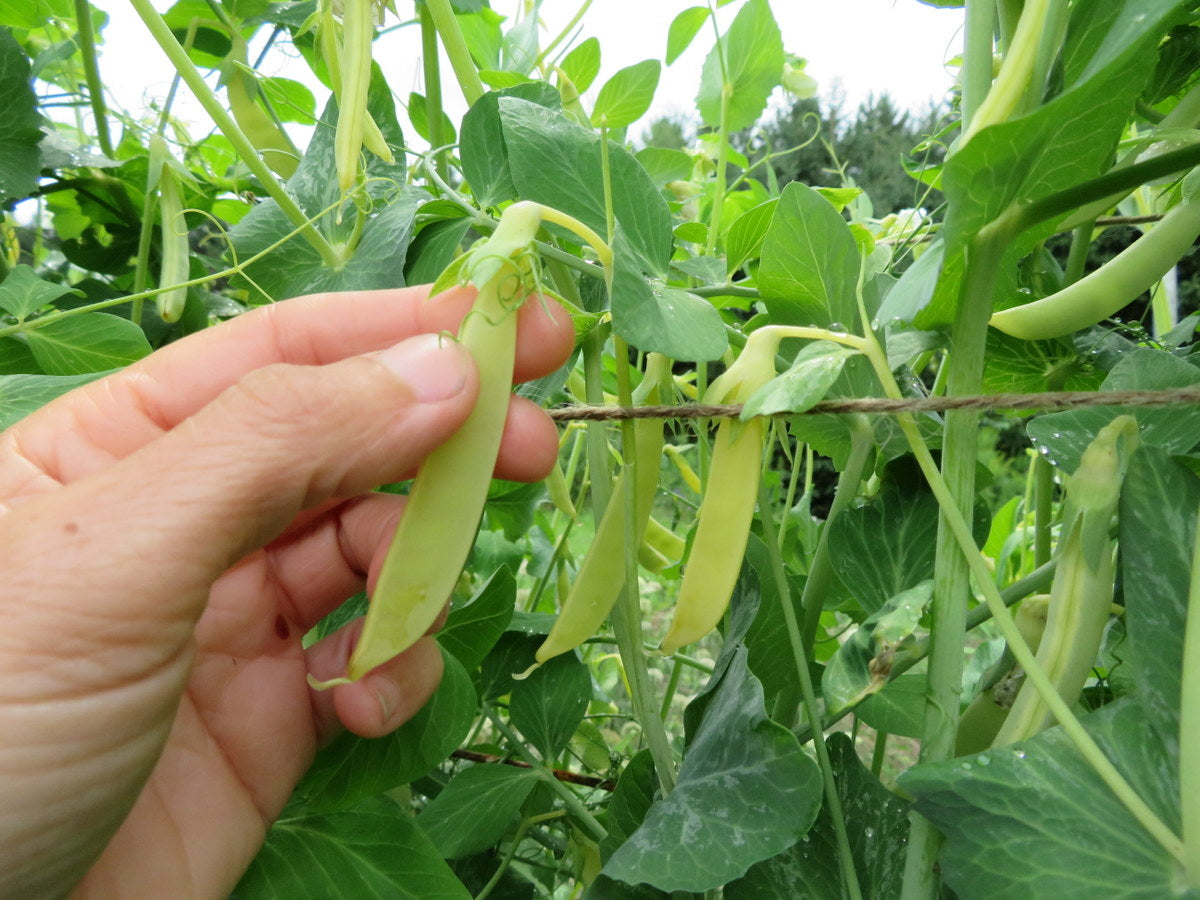 'Opal Creek' Peas