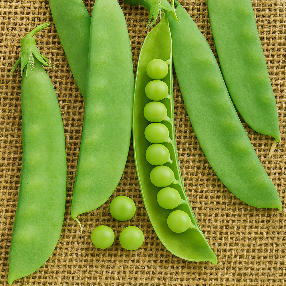 Organic 'Oregon Sugar Pod' Peas