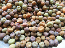 Pois 'Roveja'