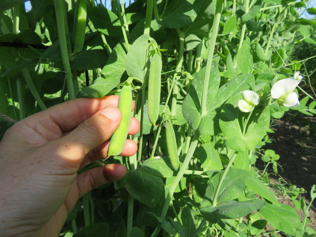Pois 'St. Hubert Soup'