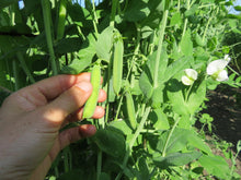 Pois ‘St. Hubert Soup’ (<em>Pisum sativum var. vulgare</em>)
