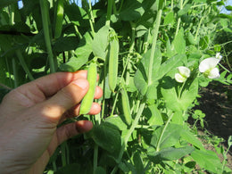 'St. Hubert Soup' Peas