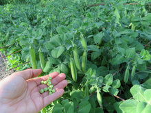 'Tom Thumb' peas