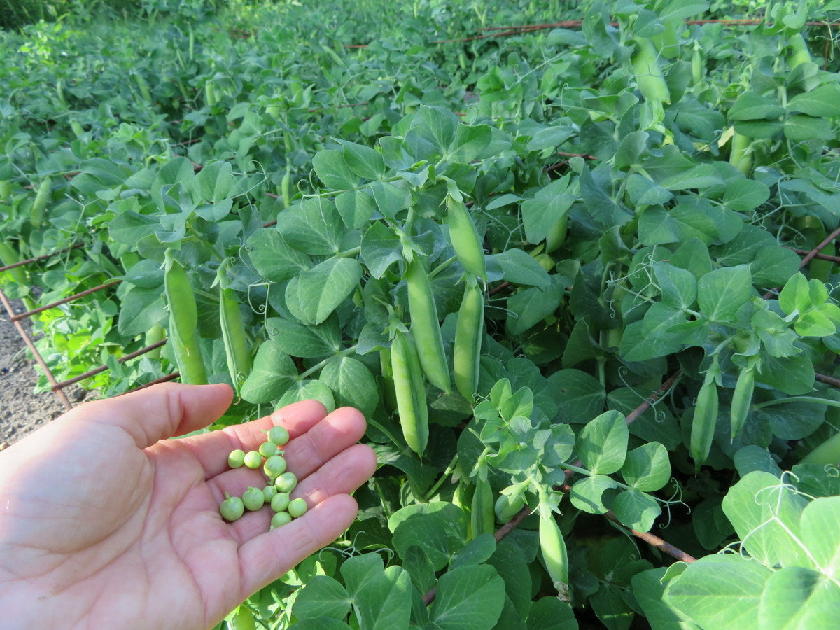 'Tom Thumb' peas