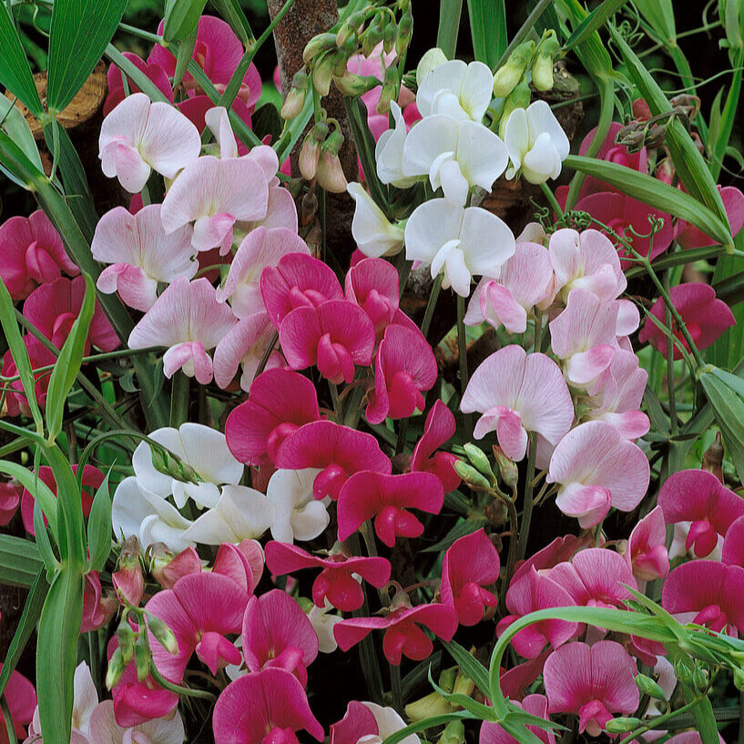 Sweet Pea 'Everlasting Mixed Colours'