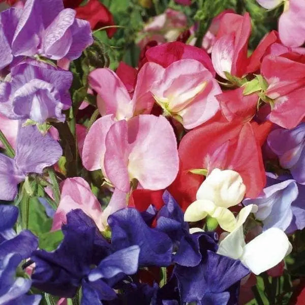 Sweet Pea Mammoth Mix