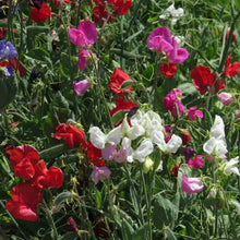 Photo de Pois de senteur mélange ‘Spencer’. Son port est grimpant à longues tiges florales. La couleur caractéristique est : couleurs variées. Le visuel permet d’observer les contours, les teintes et la disposition des éléments présentés. Les détails de forme et les contrastes donnent un aperçu de l’apparence de cette plante ou de sa récolte.