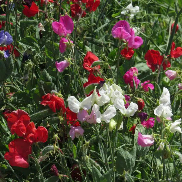 Photo de Pois de senteur mélange ‘Spencer’. Son port est grimpant à longues tiges florales. La couleur caractéristique est : couleurs variées. Le visuel permet d’observer les contours, les teintes et la disposition des éléments présentés. Les détails de forme et les contrastes donnent un aperçu de l’apparence de cette plante ou de sa récolte.