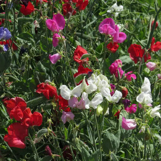 Photo de Pois de senteur 'Spencer Mix'. Son port est grimpant à longues tiges florales. La couleur caractéristique est : couleurs variées. Le visuel permet d'observer les contours, les teintes et la disposition des éléments présentés. Les détails de forme et les contrastes donnent un aperçu de l'apparence de cette plante ou de sa récolte.
