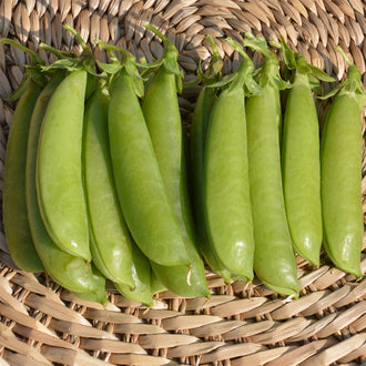 Pois Cascadia. Gousses de pois vertes et épaisses dans un panier. Le cadrage permet de voir les formes, les couleurs et les détails du sujet représenté. Les contours se détachent du fond de l’image, avec des différences de teinte et de texture visibles sur les surfaces. Cette vue accompagne la présentation du produit dans la boutique.