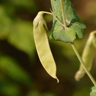 Pois Golden Sweet. Gousse de pois jaune suspendue à son plant. Le cadrage permet de voir les formes, les couleurs et les détails du sujet représenté. Les contours se détachent du fond de l’image, avec des différences de teinte et de texture visibles sur les surfaces. Cette vue accompagne la présentation du produit dans la boutique.