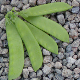 Organic 'Oregon Sugar Pod' Peas