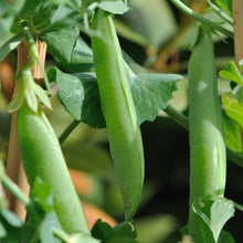 'Sugar Snap Vine' snow peas