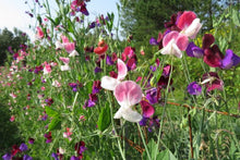 Sweet peas