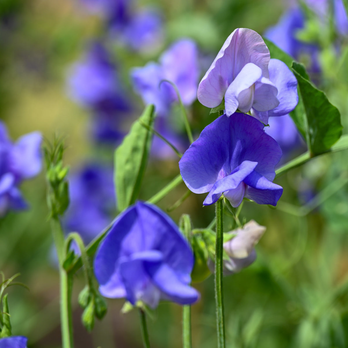 Pois de senteur 'Elegance Mid-Blue'