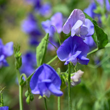 Pois de senteur 'Elegance Mid-Blue'