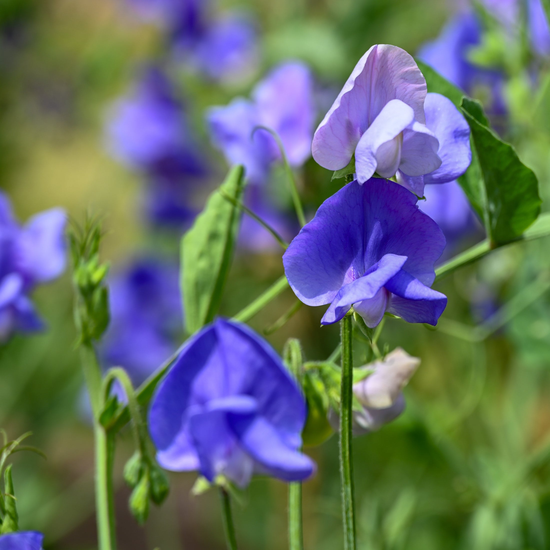 Pois de senteur 'Elegance Mid-Blue'