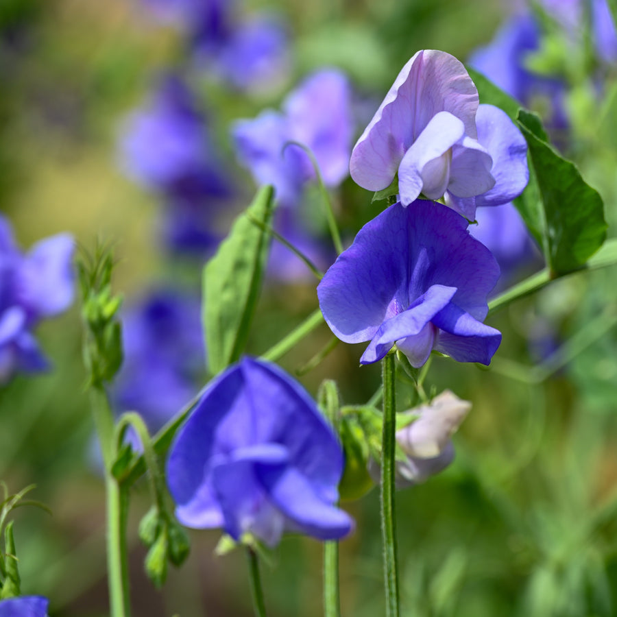 Pois de senteur 'Elegance Mid-Blue'
