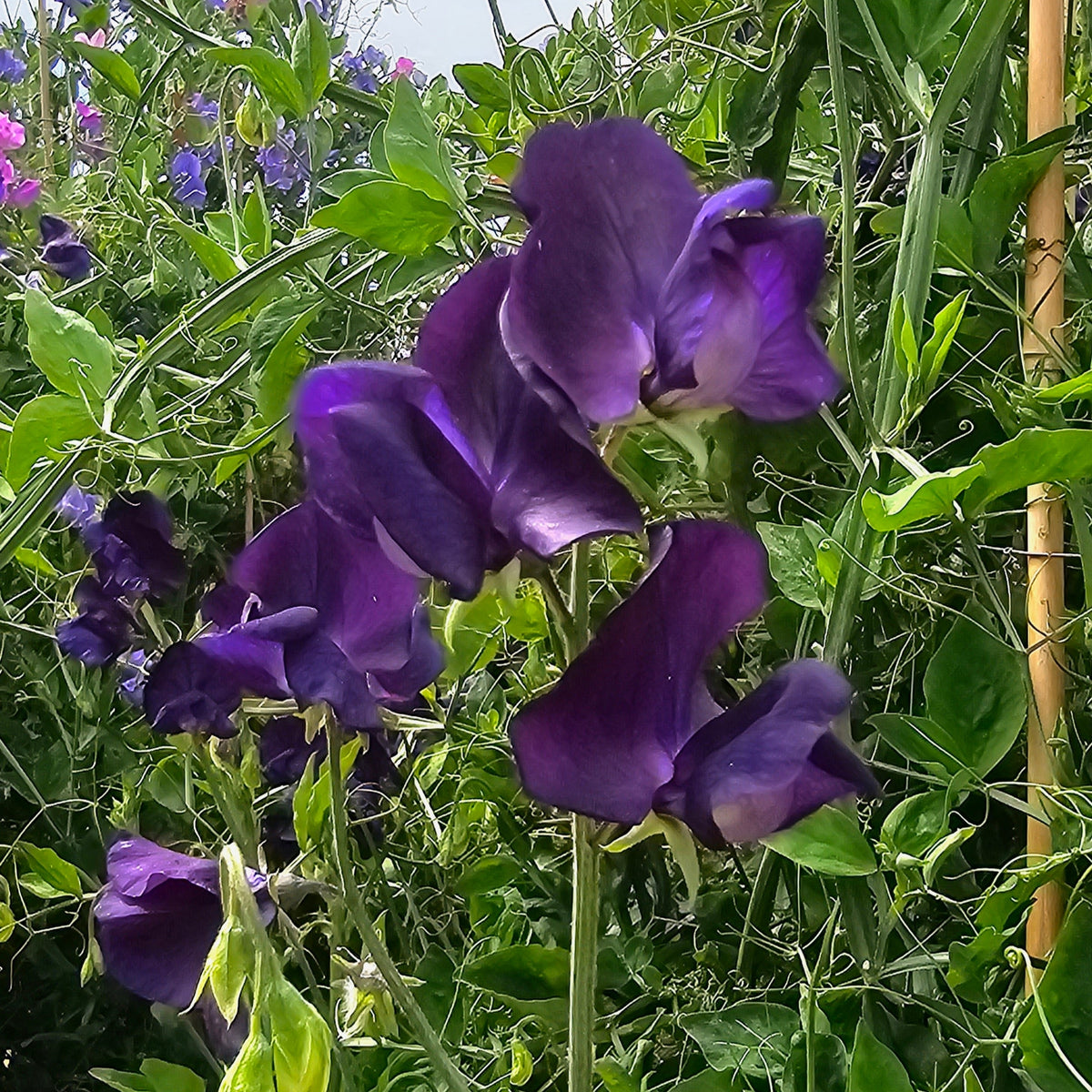 Sweet Pea 'Royal Family Blue'