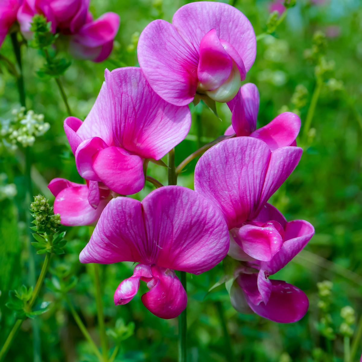 Sweet Pea 'Royal Pink'